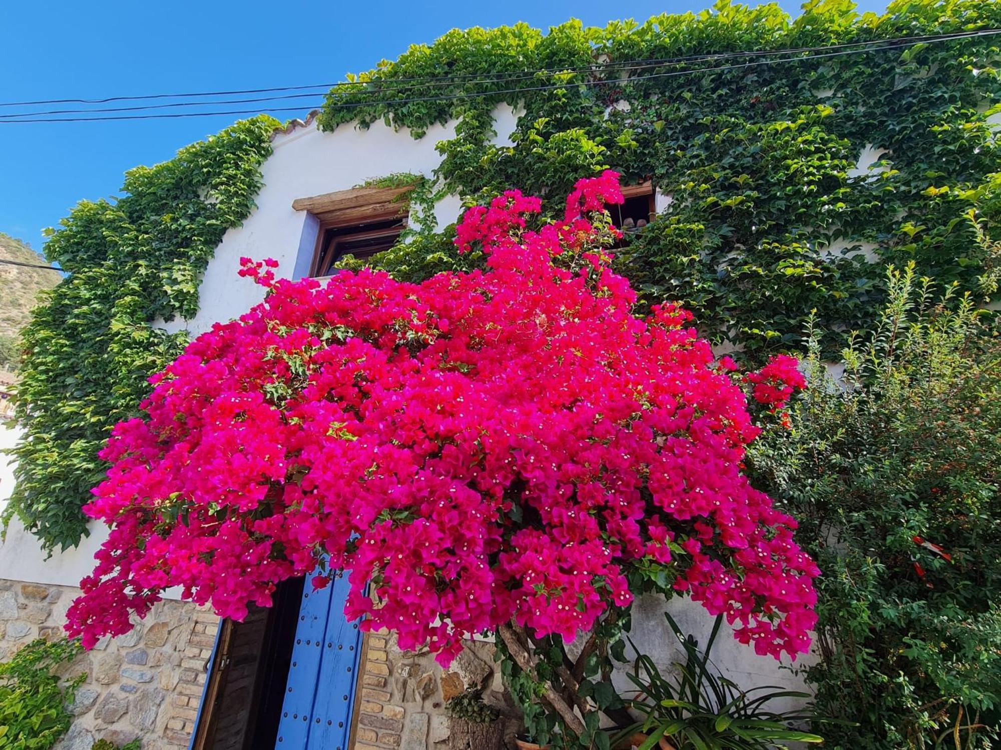Casa La Yedra By Casaturistica Villa Benarrabá Екстериор снимка